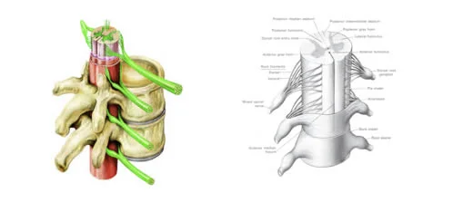 spinalcord.jpg