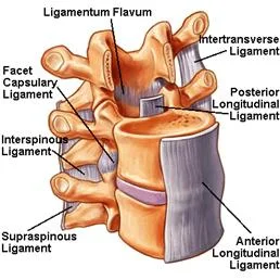spinal_anatomy_clip_image002_0010 (1).jpg