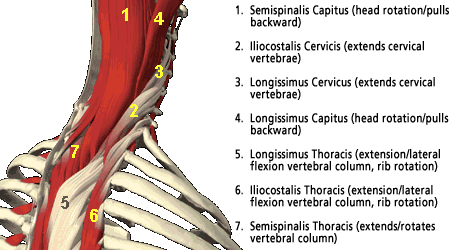 spinal_anatomy_clip_image003.gif