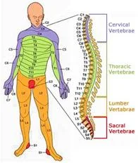 neck_pain_trauma_clip_image029.jpg