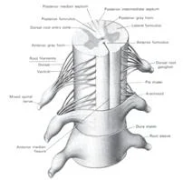 neck_pain_trauma_clip_image033.jpg