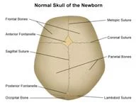 cranial_anatomy_clip_image010.jpg