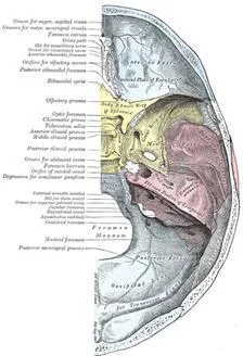 cranial_anatomy_clip_image014.jpg
