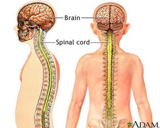 cranial_anatomy_clip_image018.jpg