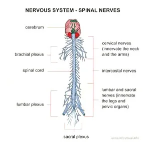 nervous_system.jpg
