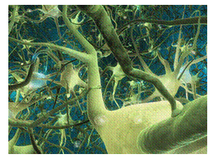 cranial_anatomy_clip_image020.gif
