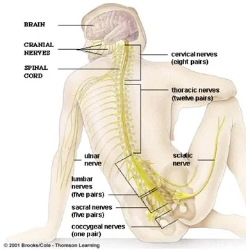 neurons.jpg