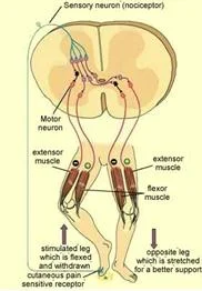 cranial_anatomy_clip_image024.jpg