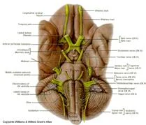 cranial_anatomy_clip_image033.jpg