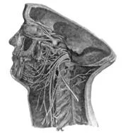 cranial_anatomy_clip_image035.jpg