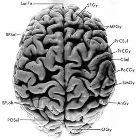 cranial_anatomy_clip_image039.jpg