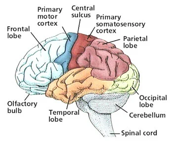 cerebrum.jpg