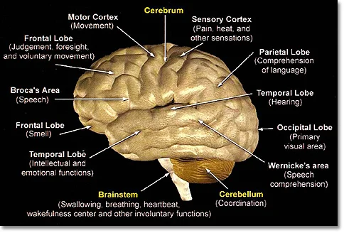 cranial_anatomy_clip_image040.jpg