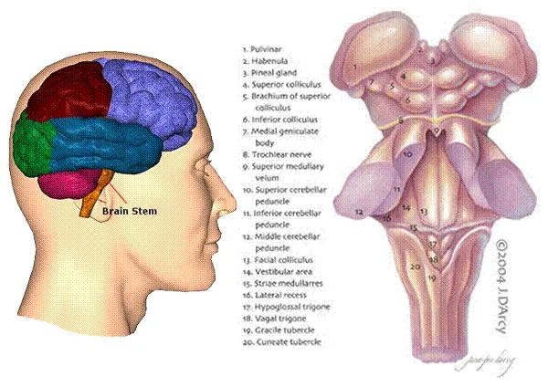brain_heart.jpg