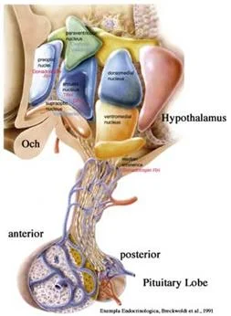 cranial_anatomy_clip_image049.jpg