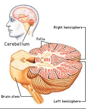 cranial_anatomy_clip_image051.jpg