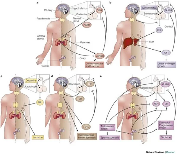 pituitary (2).jpg