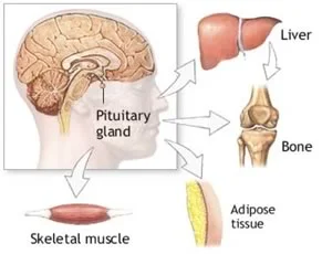 pituitaryGland.jpg