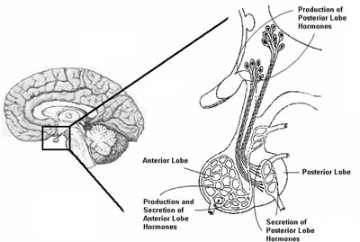lobe.jpg
