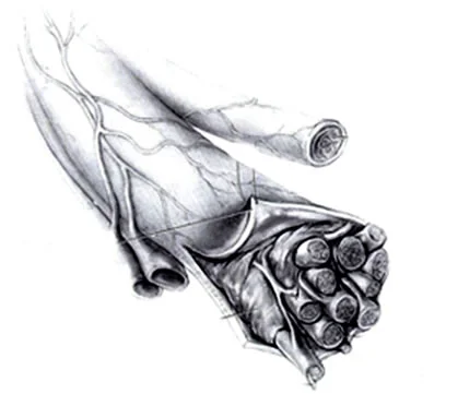 periferal_nerves_clip_image002.jpg
