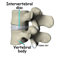 lumbar_ADR_anatomy02.jpg
