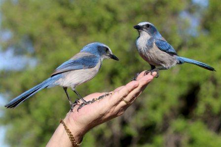 birds.jpeg