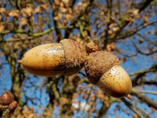 oak-quercus-robur-english-oak-tree-nuts-60025.jpeg