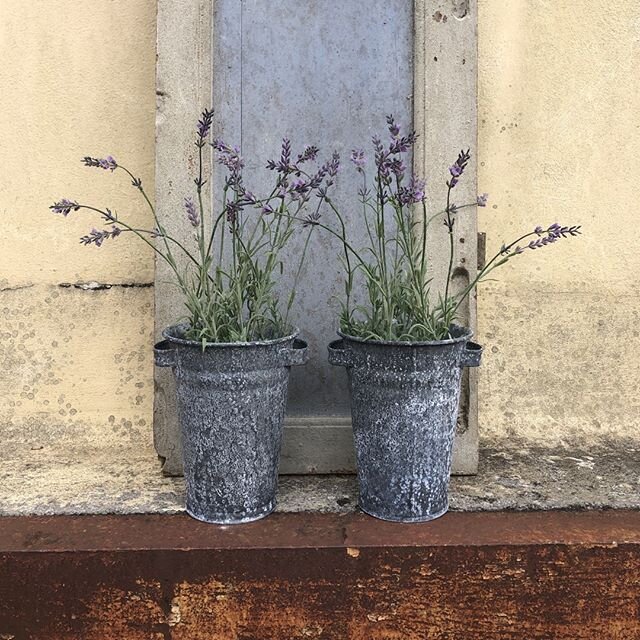 Mini floristry buckets are not only great for smaller cut flowers in your flower shop, but also absolutely ideal for decoration around your home! They fit small pots inside too so you can even have potted plants such as these lavender in there.
&bull