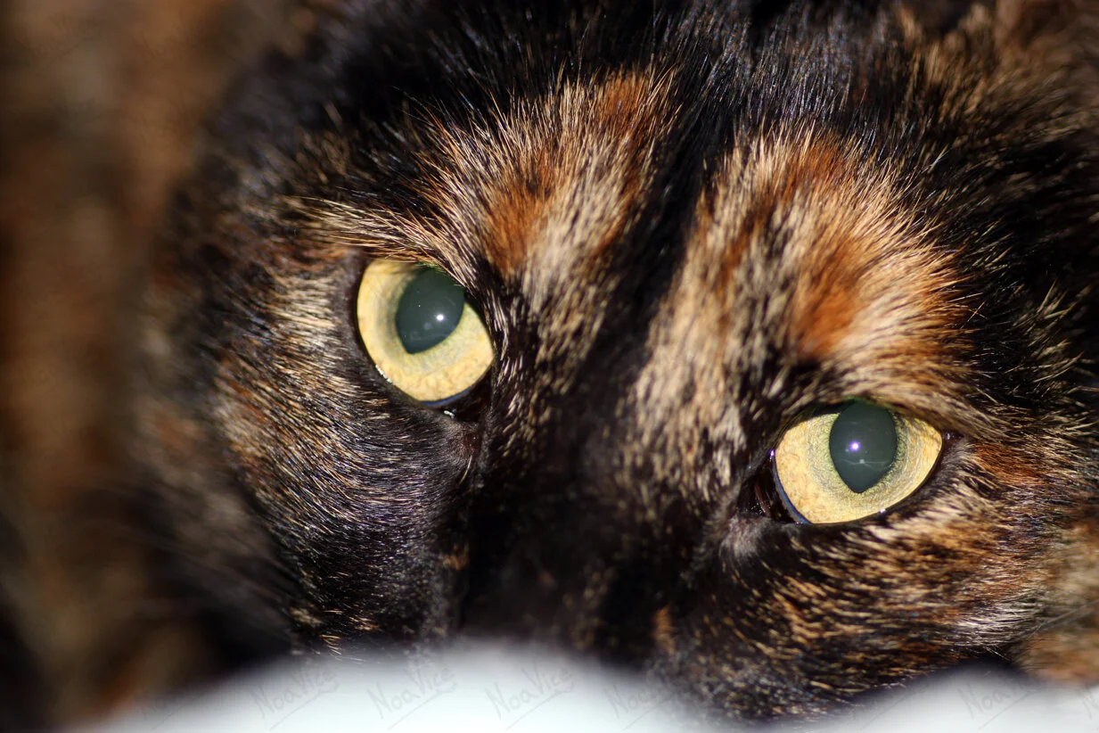 animals / בעלי חיים