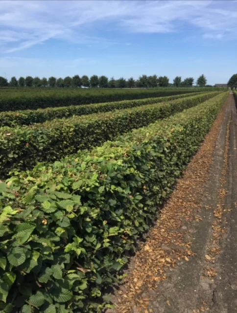 hedges.jpg