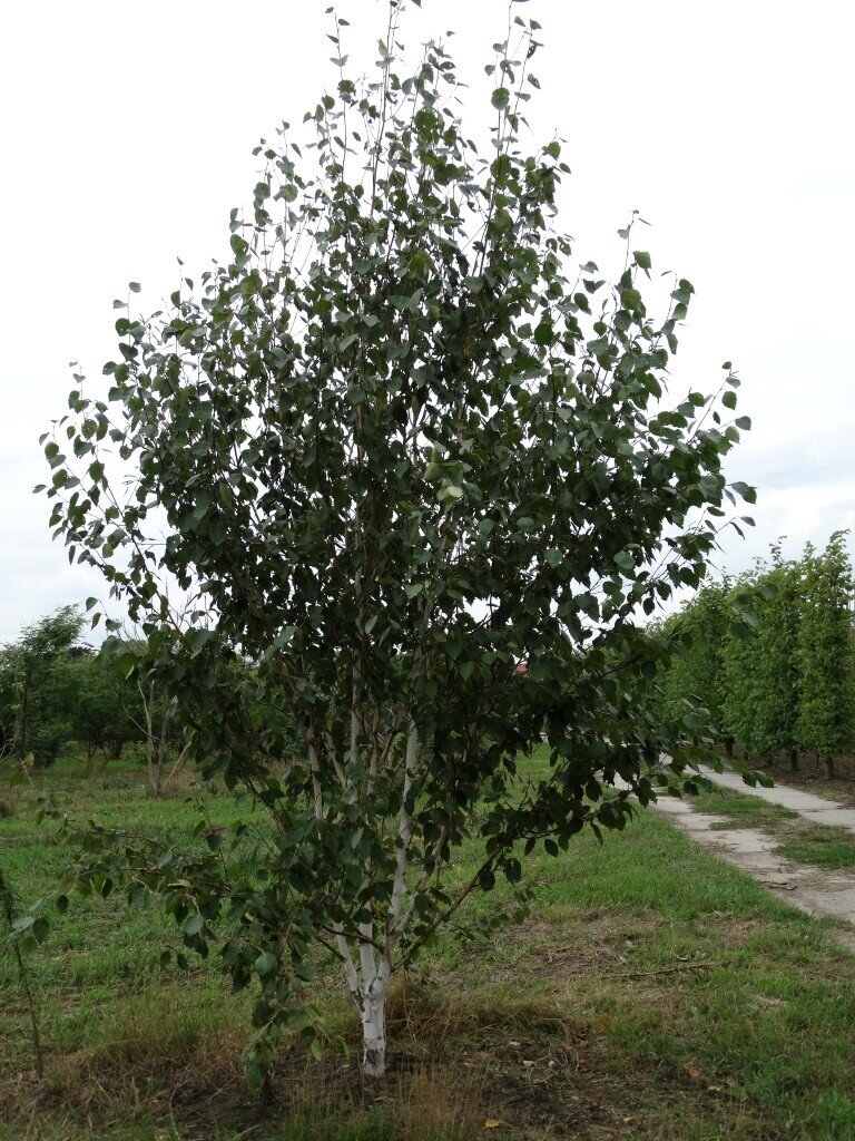 Betula utilis 'Jacquemontii' 350-400 (Medium).JPG