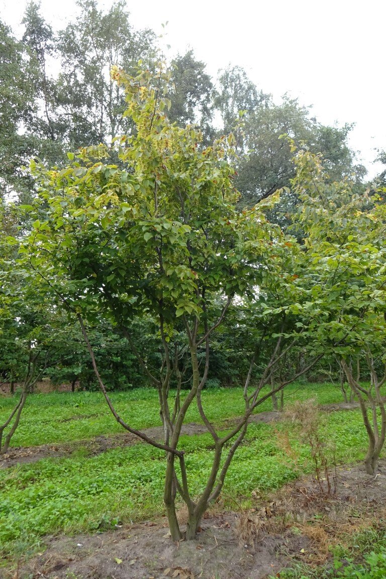 Carpinus betulus  300-350  (Medium).JPG
