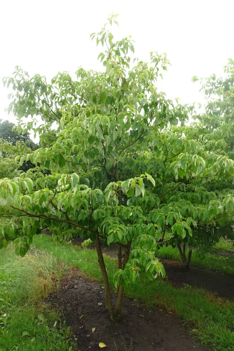 Cornus controversa              250-300 (Medium).JPG