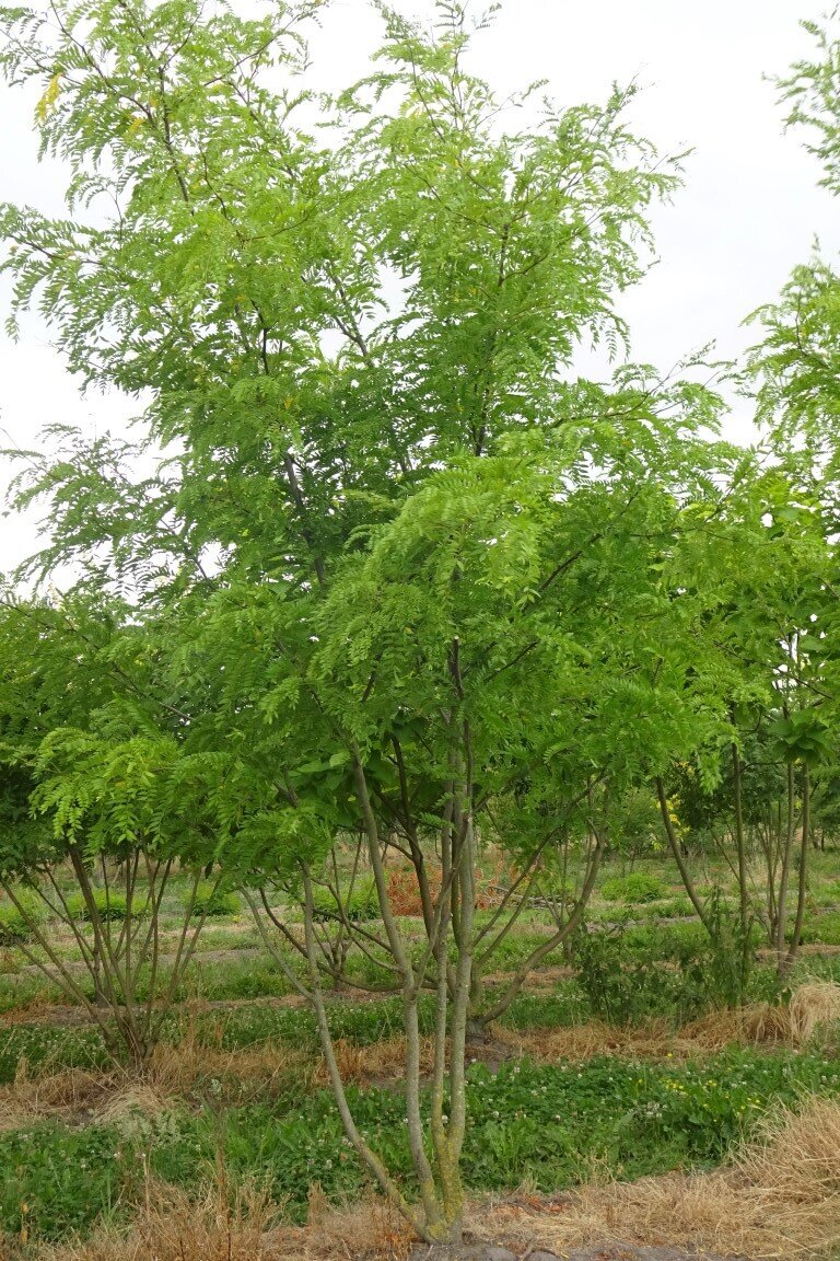 Gleditsia tr. 'Skyline'             400-450 (Medium).JPG