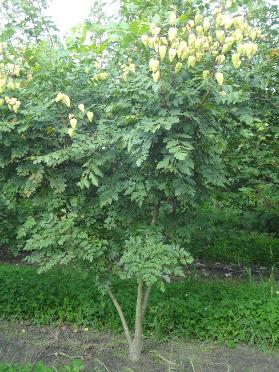 Koelreuteria paniculata              200-250 (Medium).JPG