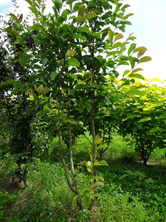 Magnolia kobus       200-250 (Medium).JPG