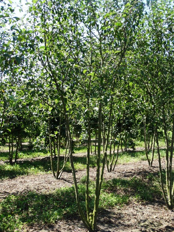 Malus evereste 250-300 (Medium).JPG