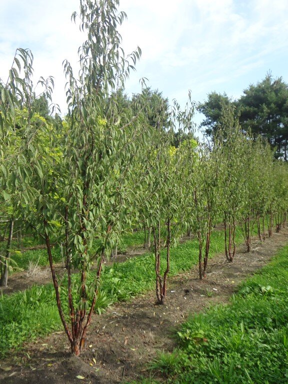 Prunus serrula 250-300 (Medium).JPG