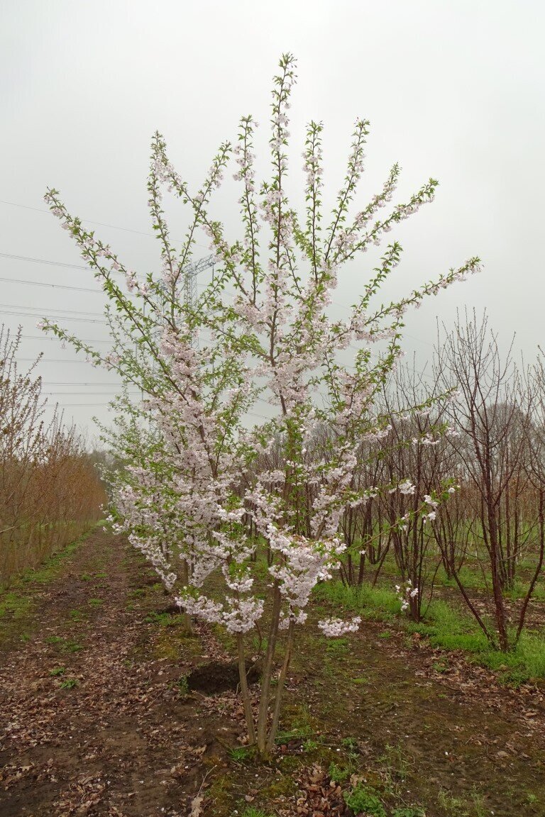 Prunus yedoensis 350-400    (Medium).JPG