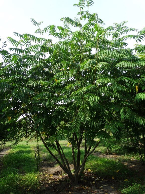 Pterocarya fraxinifolia        400-450   (Medium).JPG