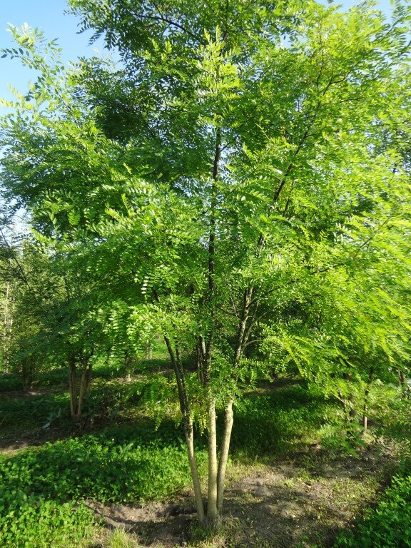 Sophora japonica        300-350 (Medium).JPG