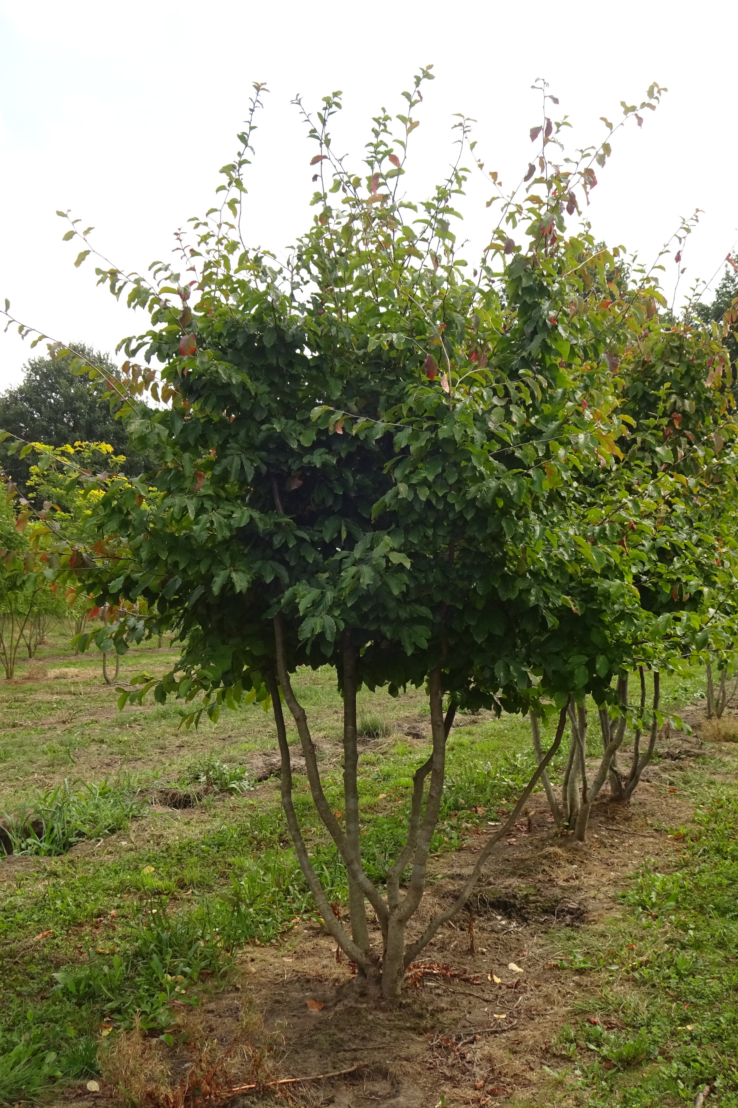 Parrotia persica      250-300 (2).JPG