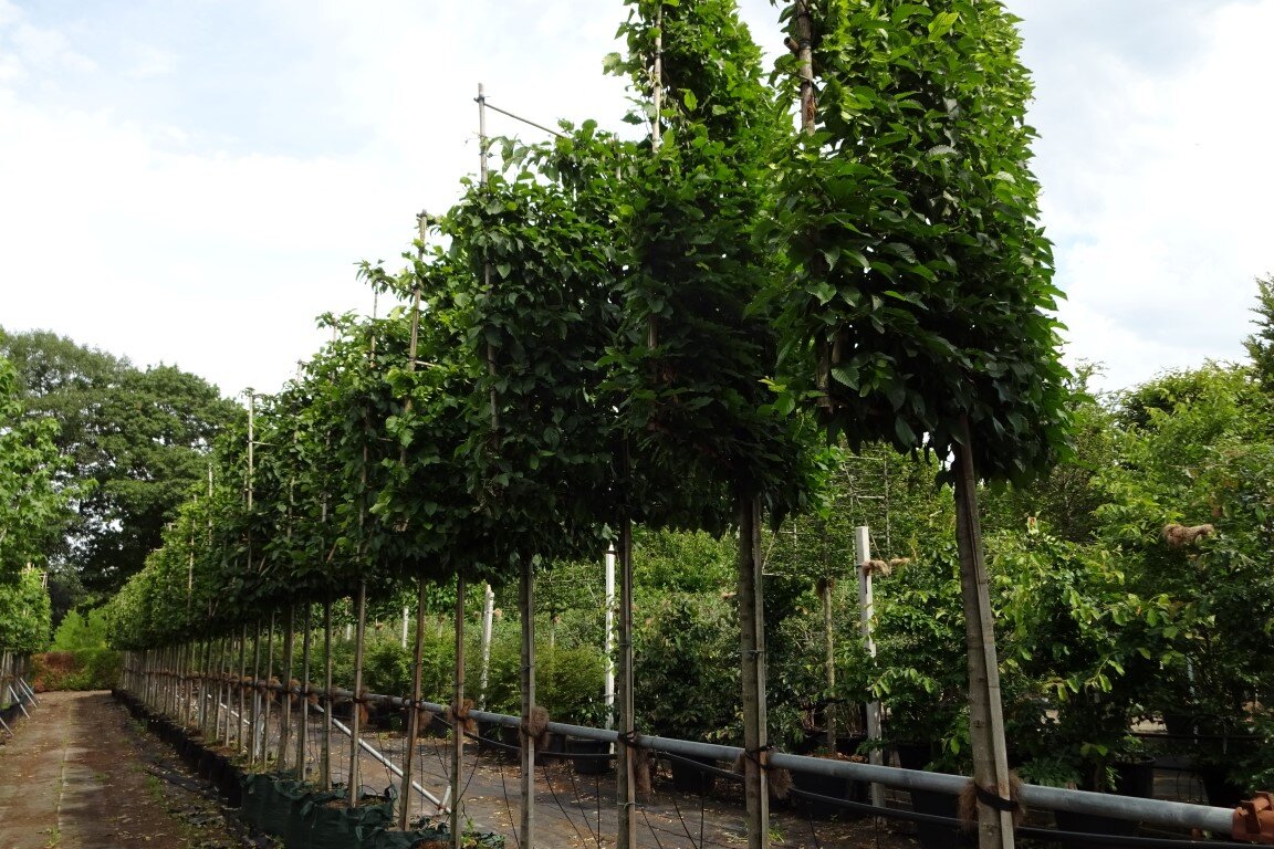 Carpinus betulus                 16-18             st. 1.70 m (2) (Medium) (2).JPG