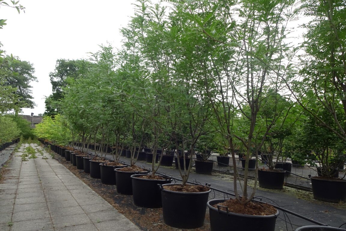 Gleditsia triacanthos  'Skyline'       300-350 (Medium).JPG