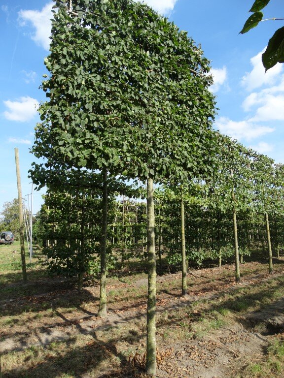 Carpinus betulus    20-25              st.2.25 m (Medium).JPG