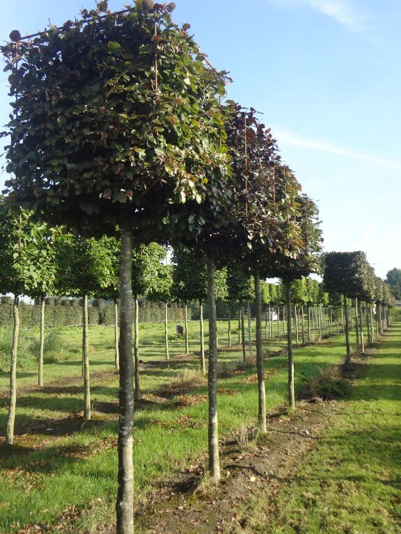 Fagus sylvatica 'Atropunicea'       20-25 (Medium).JPG