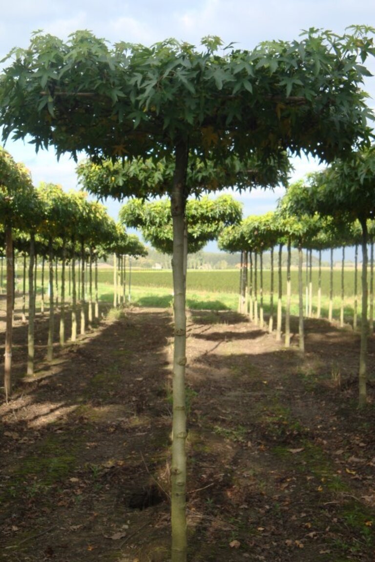 Liquidambar styraciflua 'Worplesdon'      18-20 (Medium).jpg