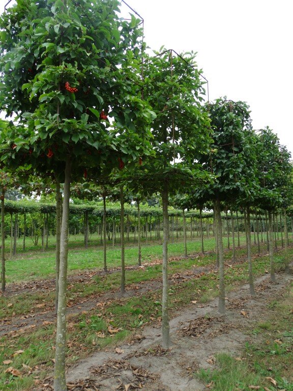 Magnolia kobus 20-25 (2) (Medium).JPG