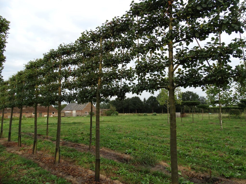 Malus domestica 'Rode Boskoop'     25-30 (Medium).JPG