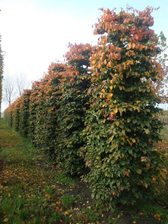 Parrotia persica 75x75x350 (Medium).jpg